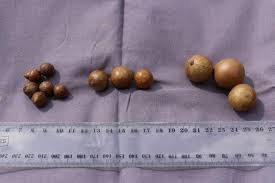 Attēlu rezultāti vaicājumam “Licea castanea”