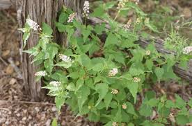 Attēlu rezultāti vaicājumam “Betula humilis female flower”