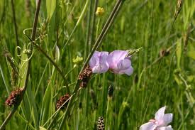 Attēlu rezultāti vaicājumam “Lathyrus palustris”