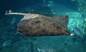 Image result for Dipturus laevis