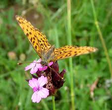 Attēlu rezultāti vaicājumam “Clossiana euphrosyne”