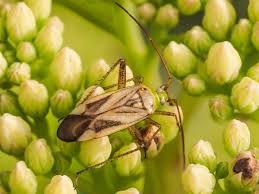Attēlu rezultāti vaicājumam “Adelphocoris lineolatus imago”