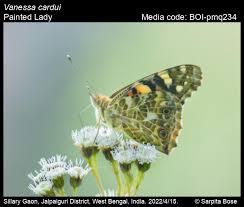 Attēlu rezultāti vaicājumam “Vanessa cardui underside”