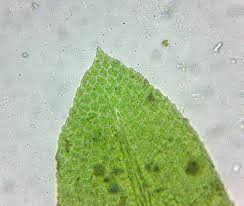 Attēlu rezultāti vaicājumam “Fissidens arnoldii”