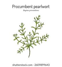 Attēlu rezultāti vaicājumam “Sagina procumbens fruit”