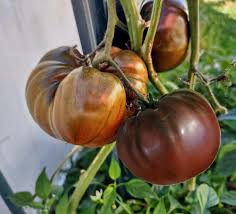 Afbeeldingsresultaat voor dark purple beefsteak tomato
