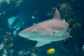 Image result for Carcharhinus melanopterus