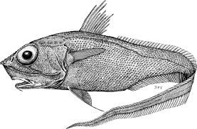 Image result for Liopsetta glacialis