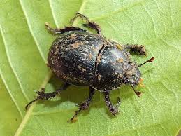 Attēlu rezultāti vaicājumam “Geotrupes stercorarius”