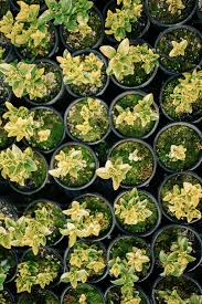 Attēlu rezultāti vaicājumam “Blasia pusilla sporophyte”