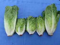 Image result for Römischer Salat