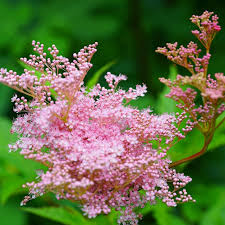 Attēlu rezultāti vaicājumam “Zygaena filipendulae exuvia”