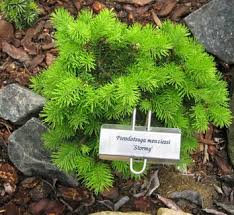 Attēlu rezultāti vaicājumam “Pseudotsuga menziesii”