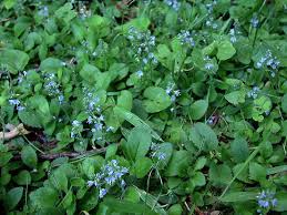 Image result for Veronica officinalis