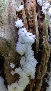 Attēlu rezultāti vaicājumam “Ceratiomyxaceae”