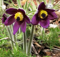 Attēlu rezultāti vaicājumam “Pulsatilla”