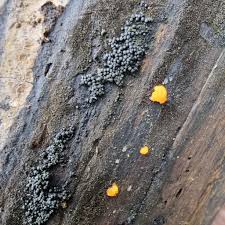 Attēlu rezultāti vaicājumam “Lindbladia tubulina spores”