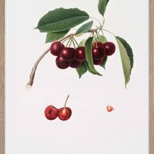 Attēlu rezultāti vaicājumam “Cerasus fruit”