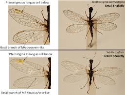 Attēlu rezultāti vaicājumam “Raphidioptera”