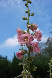 Image result for Alcea rosea `Appleblossom`
