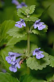 Attēlu rezultāti vaicājumam “Glechoma hederacea flower”