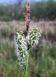 Attēlu rezultāti vaicājumam “Carex acutiformis flower”