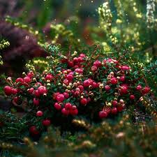 Attēlu rezultāti vaicājumam “Oxycoccus leaf”