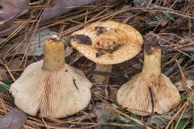 Attēlu rezultāti vaicājumam “Lactarius repraesentaneus”