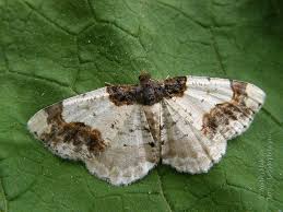 Attēlu rezultāti vaicājumam “Ligdia adustata”