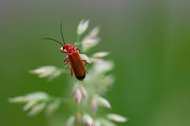 Attēlu rezultāti vaicājumam “Rhagonycha fulva”