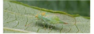 Attēlu rezultāti vaicājumam “Psylla alni”