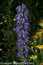 Image result for Aconitum napellus