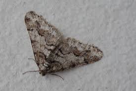 Attēlu rezultāti vaicājumam “Agriopis leucophaearia”