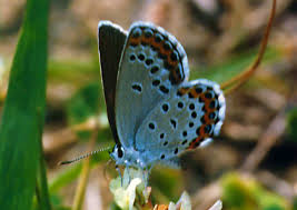 Attēlu rezultāti vaicājumam “Plebejus argyrognomon”