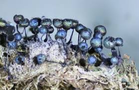 Attēlu rezultāti vaicājumam “Symphytocarpus flaccidus spores”