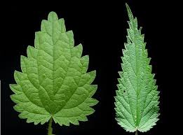 Attēlu rezultāti vaicājumam “Urtica urens leaf”