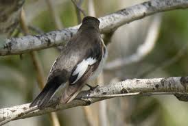 Attēlu rezultāti vaicājumam “Ficedula hypoleuca male”