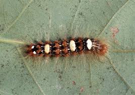 Attēlu rezultāti vaicājumam “Moma alpium”