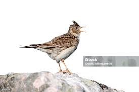 Image result for Alauda arvensis