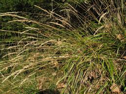 Attēlu rezultāti vaicājumam “Calamagrostis arundinacea”