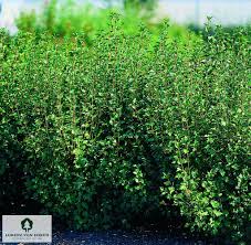 Attēlu rezultāti vaicājumam “Ribes alpinum”