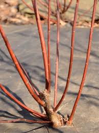 Attēlu rezultāti vaicājumam “Salix daphnoides subsp. acutifolia bud”