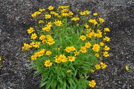 Image result for Coreopsis