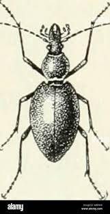 Attēlu rezultāti vaicājumam “Cicindela sylvatica imago”