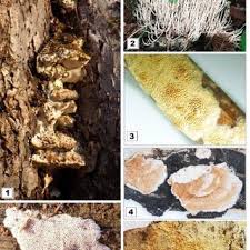 Attēlu rezultāti vaicājumam “Antrodia pulvinascens”