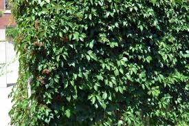 Attēlu rezultāti vaicājumam “Parthenocissus quinquefolia”