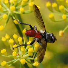 Attēlu rezultāti vaicājumam “Cylindromyia sp.”