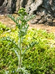 Attēlu rezultāti vaicājumam “Senecio vernalis”