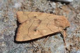 Attēlu rezultāti vaicājumam “Enargia paleacea”