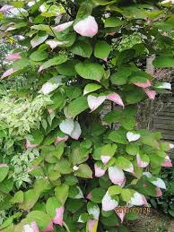 Attēlu rezultāti vaicājumam “Actinidia kolomikta”